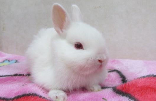 どうぞ安らかに