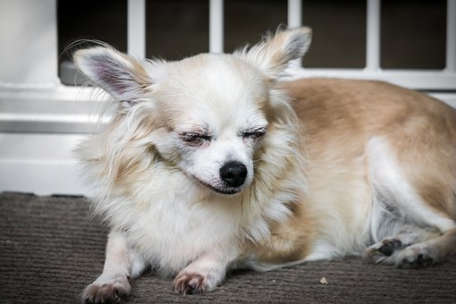 どうぞ安らかに