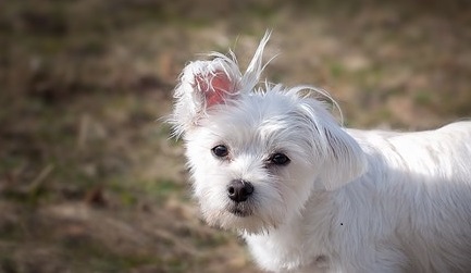 どうぞ安らかに