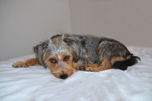 どうぞ安らかに