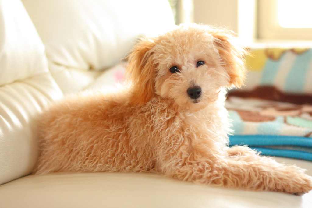 どうぞ安らかに