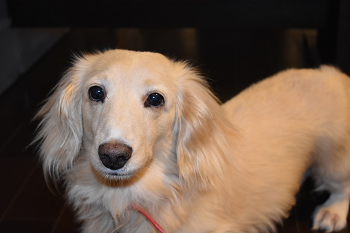 どうぞ安らかに