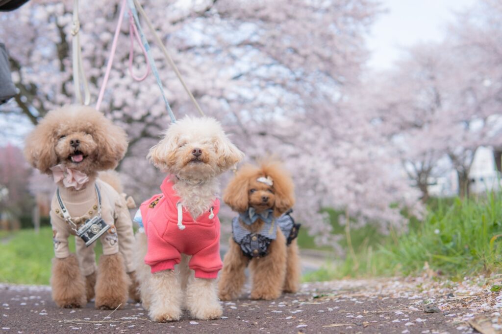ペットの訪問葬祭さくら 会社概要